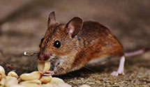 24 Hour & Emergency Exterminators in Concord, VA